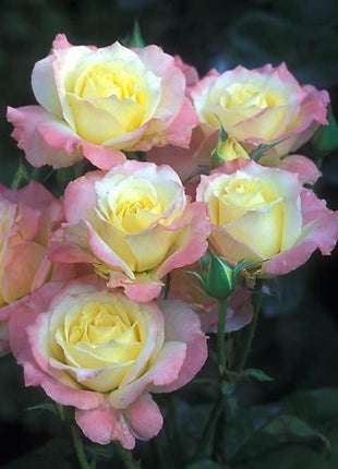 Peaceful Roses - The Messenger of Peace