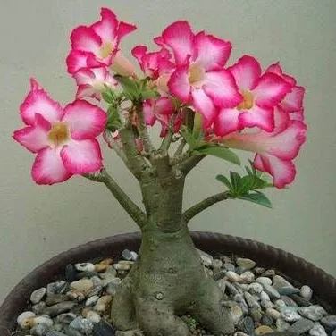 Pink Lady🌺Desert Rose Seeds