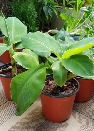 Drawf Banana Seeds
