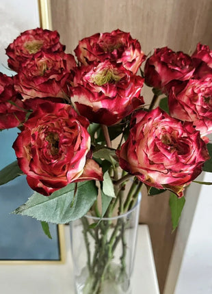 Rare Multi-color Roses-Apple Jack Seeds