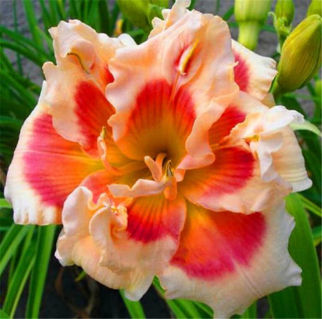 Daylily Hybrid Flowers Seed
