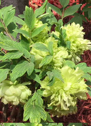 🌺Chinese Peony Flower Seeds—Mixed Color Plants—Home Garden Flower Seeds