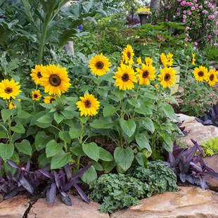 🌺Last Day Sale--60% Off💐 Sunflower Seeds🌻Sunshine