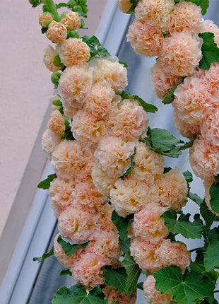 Alcea, Hollyhocks Peaches and Dreams