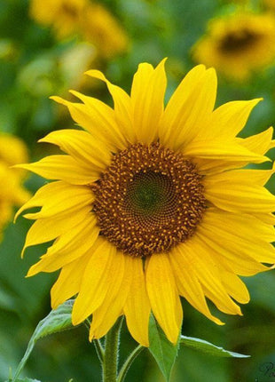 40pcs Dwarf Sunflower Seeds Rare Flower Seeds