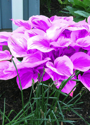 Hosta Seeds Perennial Grow Easily