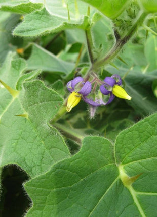 Nipple Fruit Seeds ~ Cow's Udder ~ Titty Fruit ~ Apple of Sodom (Solanum mammosum) ~ Nipplefruit Bizarre Fruit in the Solanum Family
