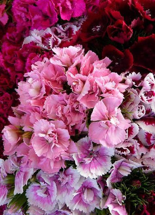 Sweet William Seeds - Tall Double Mix