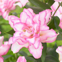 Collection image for: Lily