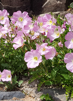 Evening Primrose Seeds