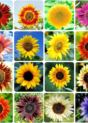 🌺Last Day Sale--60% Off💐 Sunflower Seeds🌻Sunshine