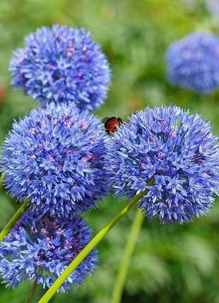 Garden Outdoor Giant Allium Giganteum Beautiful Flower Seeds Bonsai Plant Seeds