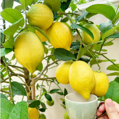 Collection image for: Lemon