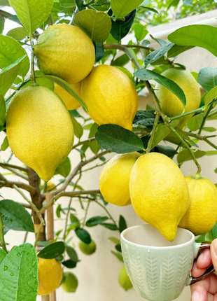 🍋Perfume Lemon Seeds