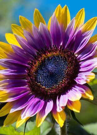 Purple Heart Sunflower Seeds