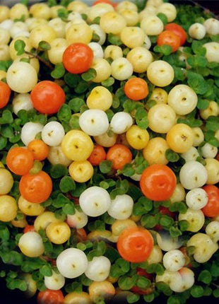 Egrow 50Pcs（100Pcs）/Bag Lamp Beads Grass Seeds Flower Seeds Garden Bonsai Plant for Home Garden Plants