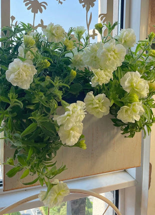 Summer Double Petunia Elizabeth