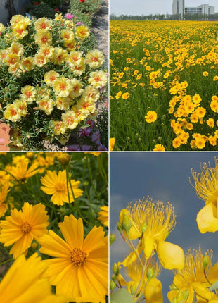Exclusive Yellow Wildflower Seed Mix