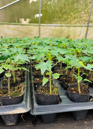Organic Papaya Tree Seeds Heirloom Edible