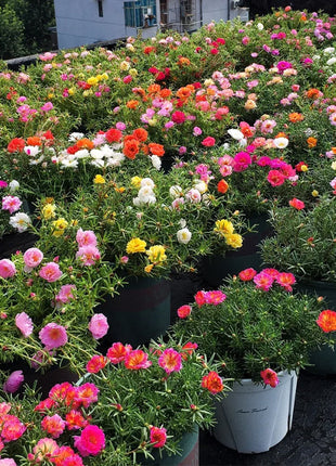 🌹Moss Rose—Immortal Flower