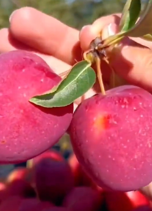 Xantolis Stenosepala Mini Apple Seeds