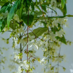 Collection image for: Jasmine