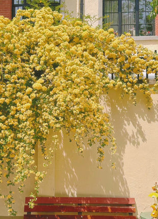 Climbing Plants Mix Seeds