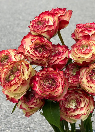 Rare Multi-color Roses-Apple Jack Seeds