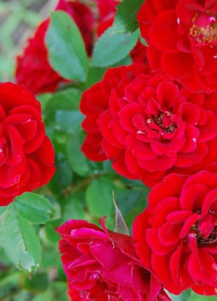 Alitissimo Climbing Rose Seeds