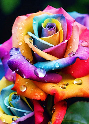 Colorful Roses - Flowers of Good Luck