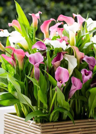 Calla Lily Seeds - Mixed - Beautiful Flowers Planting