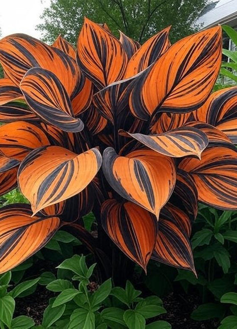 800 Rare Hosta Seeds – Lush Perennial Foliage for Stunning Landscapes