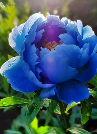 Black Beauty Peony Flower Seeds