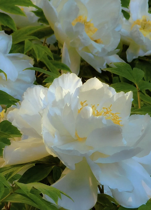 Multicolor Peony Seeds