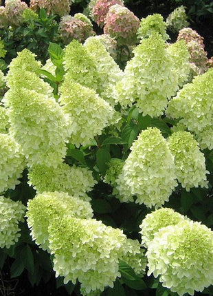 🌺Panicle Hydrangea Flowers Seeds—Mixed Color Plants—Home Garden Flower Seeds