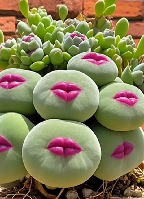 500pcs Red Lip Succulent Seeds – Uncommon Succulent Variety for Collectors & Garden Lovers