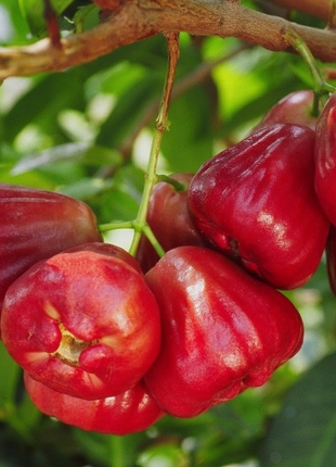 Wax-apple Fruit Seeds🍹