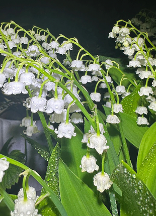 Lily of the Valley Roots