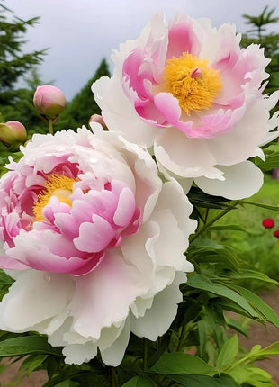 Black Beauty Peony Flower Seeds