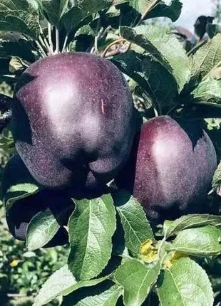 Rare Black Diamond Apple Seeds