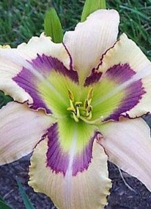 Daylily Hybrid Flowers Seeds, Hemerocallis Hybrid, 20pcs/pack