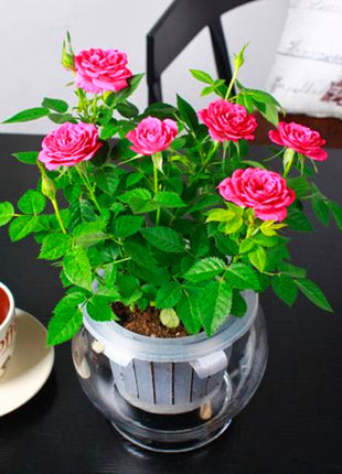 Beautiful Mini Rose Seeds, 100pcs/pack