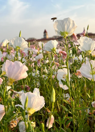 🌺Evening Primrose—Sea Of Pink Flowers