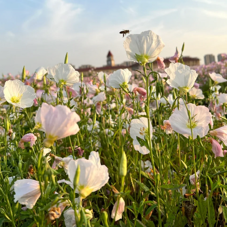 🌺Evening Primrose—Sea Of Pink Flowers