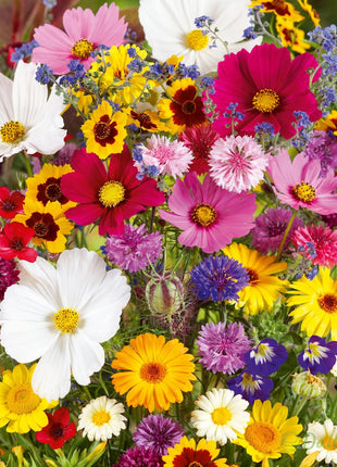 Mixed Perennial Flowers Seeds-Over 80 kinds mixed