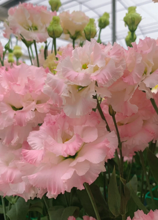 🌺Rose Balloon Flower, Platycodon Grandiflorus - Sincere Love