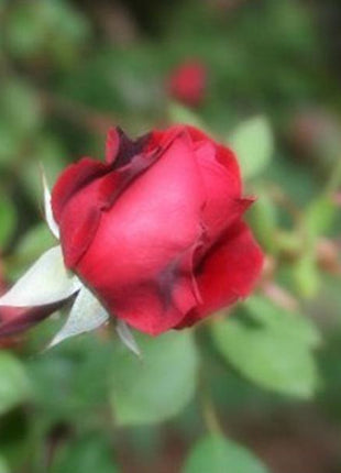 Alitissimo Climbing Rose Seeds