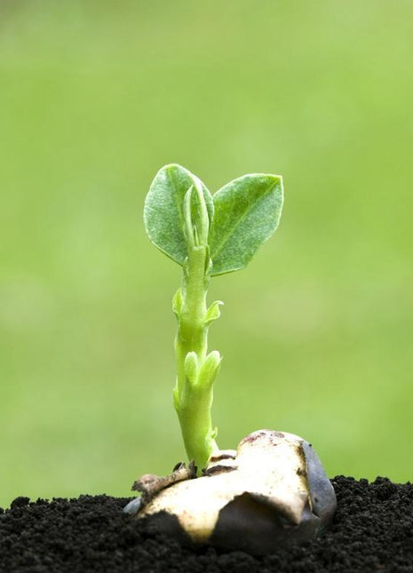 800+ Black Purple Hosta Seeds – Rare Shade-Loving Perennials with Deep Foliage, Easy to Grow for Bold Garden Borders