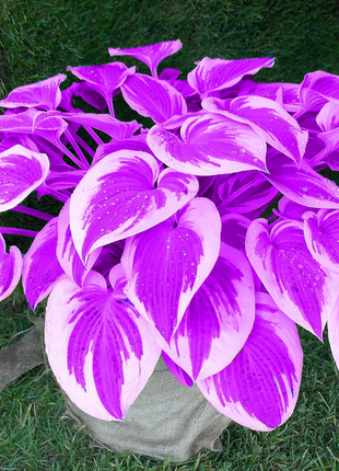 Hosta Seeds Perennial Grow Easily