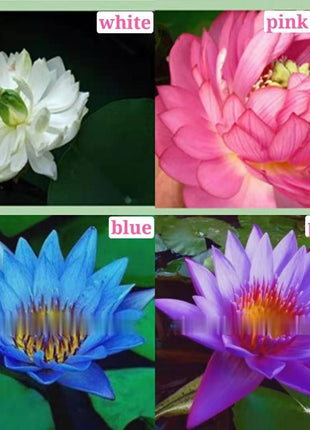 The PREMIUM BONSAI LOTUS FLOWER SEEDS